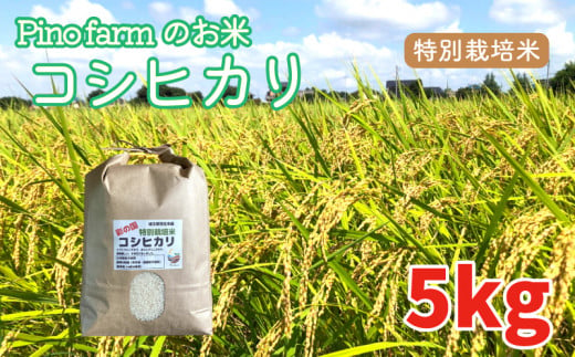 コシヒカリ 5kg 令和6年 2024年 特別栽培米 pino farm ブランド米 お米 おこめ 642487 - 埼玉県羽生市