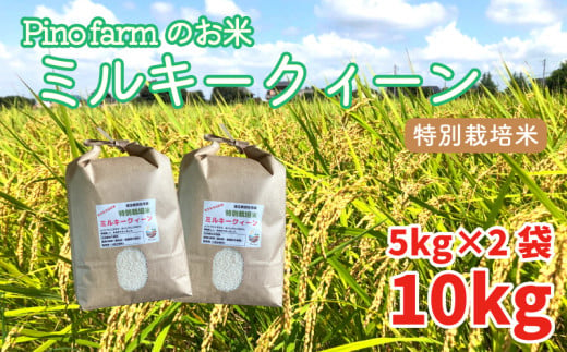 ミルキークイーン 10kg 令和6年 2024年 特別栽培米 pino farm ブランド米 お米 おこめ 469782 - 埼玉県羽生市