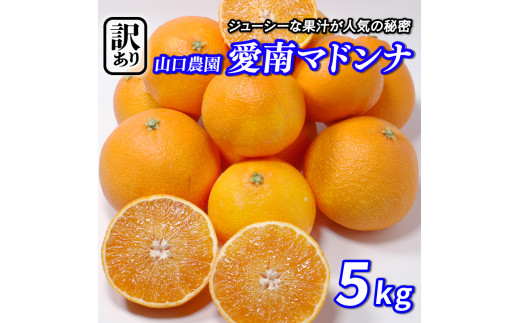 訳あり】 愛南マドンナ 5kg まどんな 紅まどんな 愛果28号 みかん 蜜柑