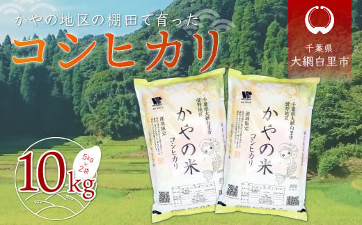 【新米】令和5年産 千葉県大網白里市萱野地区産「コシヒカリ」10kg（5kg×2袋） お米 10kg 千葉県産 大網白里市 コシヒカリ 米 精米 こめ  送料無料 A001|株式会社 綿文商店