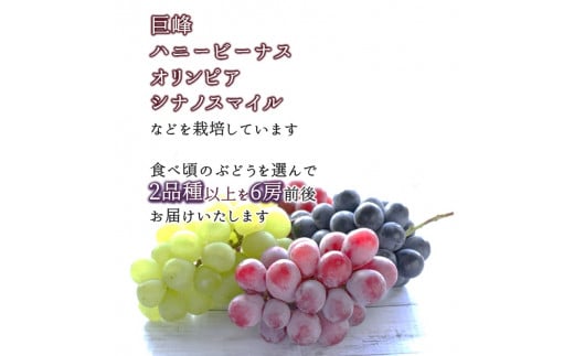 専用のお品物となります 葡萄とお菓子 - 野菜