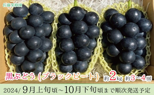 [No.5657-2593]黒ぶどう ブラックビート 約2kg（約3～4房）《佐藤果樹園》■2024年発送■※9月上旬頃～10月下旬頃まで順次発送予定 1060141 - 長野県須坂市