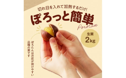 期間限定】低温貯蔵 東美濃ぽろたん（生栗） 【発送日10月末～11月上旬