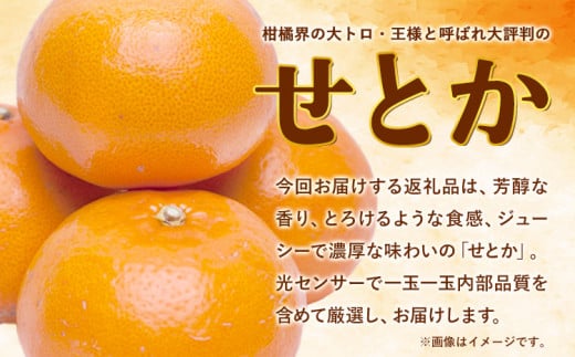 和歌山県日高町のふるさと納税 【先行予約】 厳選 せとか 約 800g+24g （傷み補償分）【柑橘・春みかんの王様】【光センサー選果・食べ頃出荷】池田鹿蔵農園 @日高町 《2月上旬-4月中旬頃出荷》和歌山県 日高町 厳選せとか セトカ ミカン 柑橘 柑橘類 くだもの 果物 フルーツ 送料無料【配送不可地域あり】