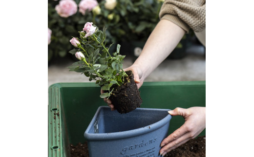 バラの花が大きめ！自然にやさしい天皇杯受賞の四季咲き中大輪ミニバラ