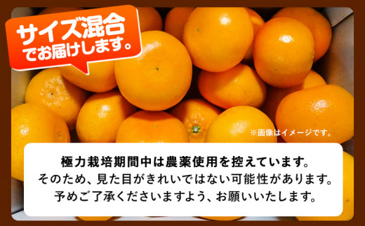 和歌山県日高町のふるさと納税 【先行予約】 厳選 せとか 約 800g+24g （傷み補償分）【柑橘・春みかんの王様】【光センサー選果・食べ頃出荷】池田鹿蔵農園 @日高町 《2月上旬-4月中旬頃出荷》和歌山県 日高町 厳選せとか セトカ ミカン 柑橘 柑橘類 くだもの 果物 フルーツ 送料無料【配送不可地域あり】