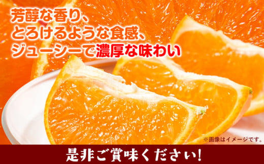 和歌山県日高町のふるさと納税 【先行予約】 厳選 せとか 約 800g+24g （傷み補償分）【柑橘・春みかんの王様】【光センサー選果・食べ頃出荷】池田鹿蔵農園 @日高町 《2月上旬-4月中旬頃出荷》和歌山県 日高町 厳選せとか セトカ ミカン 柑橘 柑橘類 くだもの 果物 フルーツ 送料無料【配送不可地域あり】