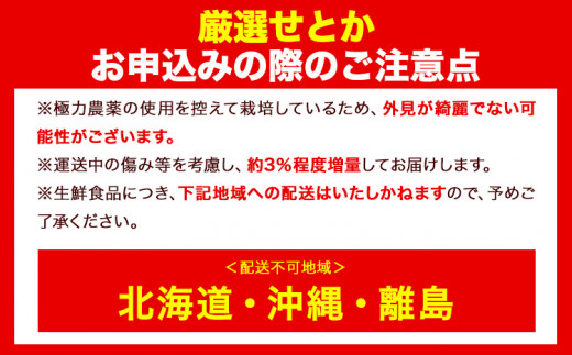 和歌山県日高町のふるさと納税 【先行予約】 厳選 せとか 約 800g+24g （傷み補償分）【柑橘・春みかんの王様】【光センサー選果・食べ頃出荷】池田鹿蔵農園 @日高町 《2月上旬-4月中旬頃出荷》和歌山県 日高町 厳選せとか セトカ ミカン 柑橘 柑橘類 くだもの 果物 フルーツ 送料無料【配送不可地域あり】