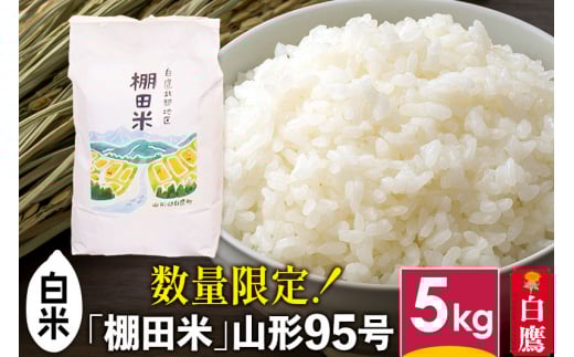 【白米】山形県産 棚田米 白鷹ほまれ 5kg 山形95号 令和6年産 米 お米 精米 コメ おこめ ごはん ご飯 白米 5キロ 【2024年10月下旬～11月下旬に順次発送予定】 638501 - 山形県白鷹町