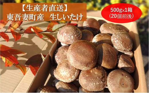 [№5819-0363]生椎茸約500g×1箱(20個前後) 野菜 きのこ 群馬県産 東吾妻町産 国産