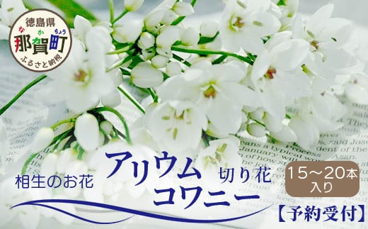 【予約受付】[1月～3月] 那賀町産 アリウムコワニー 15本～20本【相生の花】生花 お花 花束 生け花 華道【生産者直送】プレゼント 贈り物  フラワーアレンジメント インテリア ドライフラワー 切り花 切花 MN-2