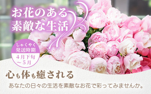 【予約受付】[4月下旬～5月] 那賀町産 しゃくやく 8本～10本【相生の花】生花 お花 花束 生け花 華道【生産者直送】シャクヤク 芍薬 プレゼント  贈り物 フラワーアレンジメント インテリア ドライフラワー 切り花 切花 MN-3