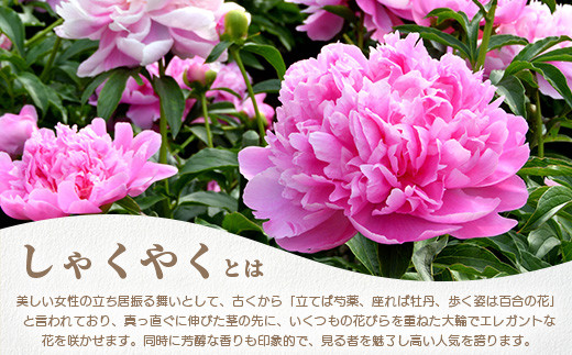 【予約受付】[4月下旬～5月発送] 那賀町産 しゃくやく 8本～10本【相生の花】生花 お花 花束 生け花 華道【生産者直送】シャクヤク 芍薬  プレゼント 贈り物 フラワーアレンジメント インテリア ドライフラワー 切り花 切花 MN-3