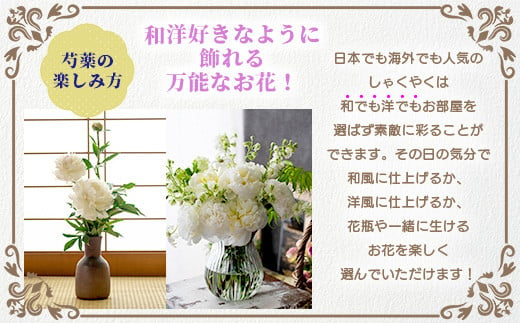 【予約受付】[4月下旬～5月] 那賀町産 しゃくやく 8本～10本【相生の花】生花 お花 花束 生け花 華道【生産者直送】シャクヤク 芍薬 プレゼント  贈り物 フラワーアレンジメント インテリア ドライフラワー 切り花 切花 MN-3