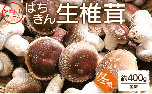 やまももファーム椎茸 冬菌はちきん生椎茸(菌床)約400g  - しいたけ きのこ キノコ 野菜 国産 yo-0010 425434 - 高知県香南市