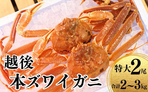 〈期間限定〉越後 本ズワイガニ 特大2尾 計2～3kg 姿 糸魚川産 浜茹で 鮮度が命！茹でたて直送 ずわいがに かに 蟹 魚正 国産 日本海 新潟  新鮮 ボイル