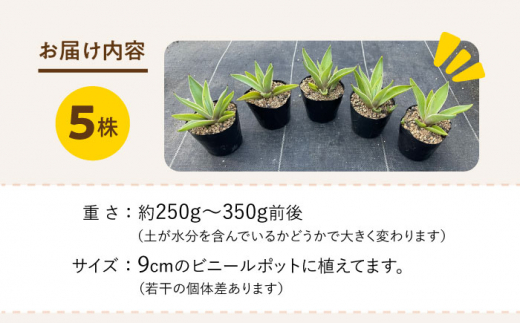 Agave desmettiana アガベ ベネズエラ 5株 長与町 / アグリューム [EAI109] 植物 観葉植物 インテリア 苗