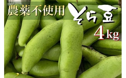 【2024年産 予約】甘～い そら豆 4kg【期間限定】京都府・亀岡産 自然栽培のかたもとオーガニックファームよりお届け ※2024年4月末頃～6月初旬に順次発送予定※離島への配送不可