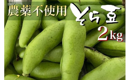 【2024年産 予約】甘～い そら豆 2kg【期間限定】京都府・亀岡産 自然栽培のかたもとオーガニックファームよりお届け ※2024年4月末頃～6月初旬に順次発送予定※離島への配送不可