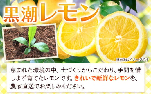 和歌山県日高町のふるさと納税 厳選 黒潮 レモン 2kg+60g（傷み補償分）和歌山 有田産 防腐剤・WAX不使用 安心 国産 レモン 池田鹿蔵農園@日高町（池田農園株式会社）《9月上旬-4月末頃出荷》和歌山県 日高町 れもん グリーンレモン lemon 檸檬 配送不可地域あり