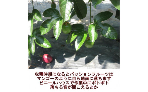 清田さんのパッションフルーツ 約1kg(9～15玉)