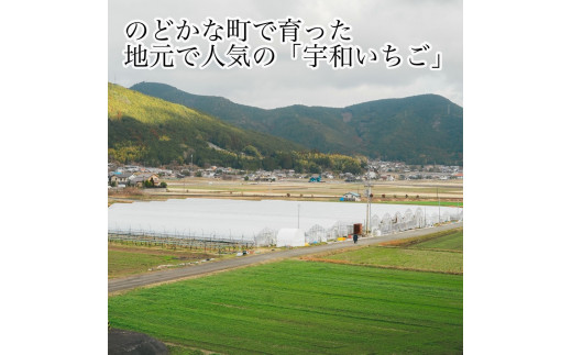 農家厳選】かんちゃん農園 大粒２品種食べ比べ ４箱（約2.8kg） 新鮮朝