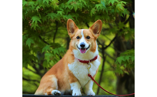 本革首輪】 中型犬用 マイスタープラス レザーカラー ＃２４ カーキ