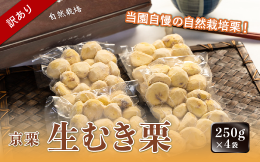 《2024年11月発送》【訳あり】京栗生むき栗1kg（250g×4袋） 京都 綾部 丹波栗 自然栽培 京都府産 農家直送 国産 わけあり 訳アリ 無農薬 果物 フルーツ くり 栗 1461538 - 京都府綾部市