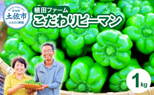 高知県産 植田ファームのこだわりピーマン 1kg ピーマン 新鮮野菜 サラダ 野菜 おかず 詰め合わせ 絶品 お取り寄せ 美味しい 料理 おうちごはん 新鮮 大容量 消費 国産 日本産