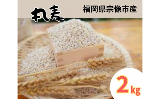 ミネラル豊富な丸麦 2kg【アグリCATS】_HA1443 1156566 - 福岡県宗像市