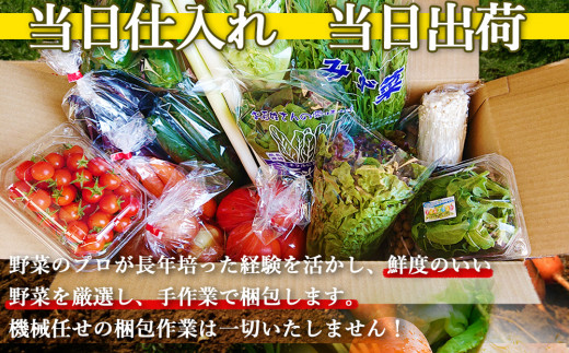 【定期便 奇数月コース】野菜のプロ40年が届ける 厳選野菜セット！ 野菜・フルーツ 15～16品目 詰め合わせ