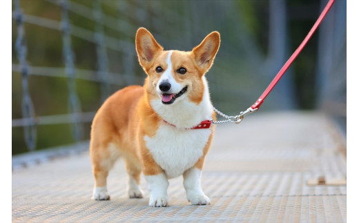 本革首輪】 中型犬用 首輪 マイスタープラス レザーハーフチェーン