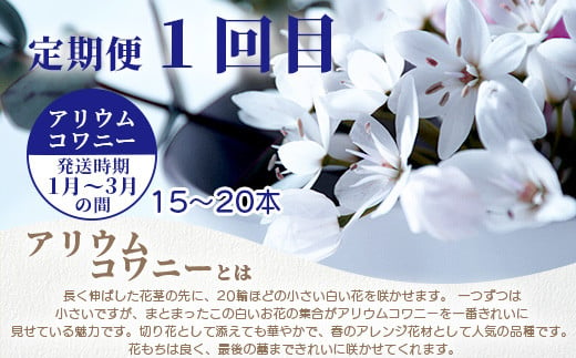 【お花の定期便】3回配送 那賀町産 けいとう・アリウムコワニー・しゃくやく【相生の花】生花 お花 花束 生け花 華道 ケイトウ  芍薬【生産者直送】プレゼント 贈り物 フラワーアレンジメント インテリア ドライフラワー 切り花 切花 定期 頒布会 3ヶ月 MN-4