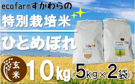 【令和5年産・玄米】ecofarmすがわらの特別栽培米ひとめぼれ10kg