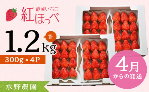 １９２１　①4月からの発送 掛川産 完熟いちご 紅ほっぺ 300g×４P 1.2ｋｇ (8～15粒入×4P) R６年4月から順次発送 ①4月　②5月の中から発送時期をお選び下さい 水野農園   1131591 - 静岡県掛川市