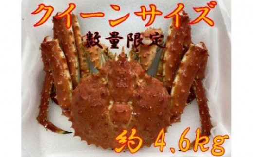 本堅タラバ蟹（冷凍）クイーンサイズ（4.5～4.6kg)
