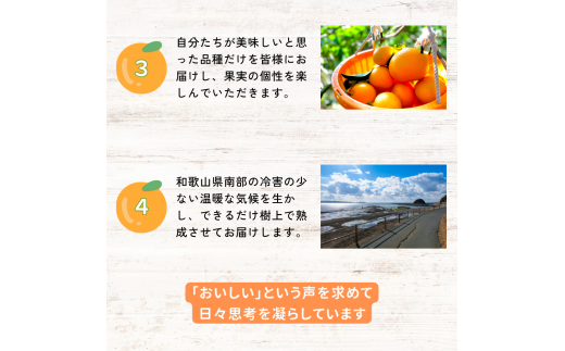 【期間限定・3/31まで】紅八朔4kg※1月下旬から順次発送予定※ / 和歌山県 はっさく フルーツ 果物 柑橘 田辺市 みかん|中山農園