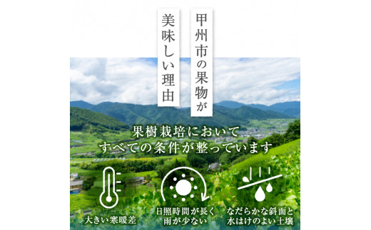 甲州市産 厳選！桃と黄金桃の食べ比べセット 約2kg（5～8玉）【2024年