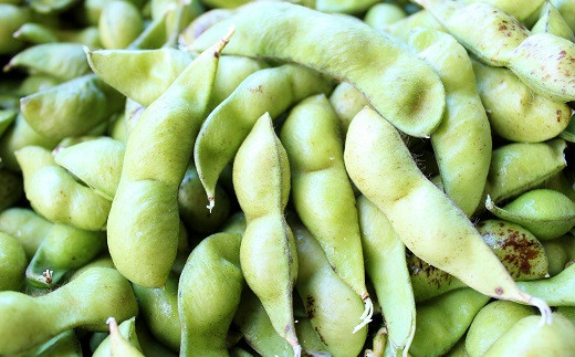 一大産地・京丹波町の農家が自信を持ってお届けする丹波黒枝豆をぜひご賞味ください。