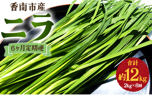生産量日本一香南市のニラ 2kg 6ヶ月定期便 合計12kg - ニラ 香南市産 にら 朝採れ 産地直送 香味野菜 ニラ Won-0018 1066346 - 高知県香南市