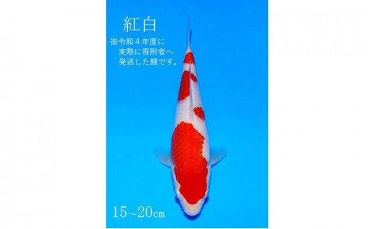 №5311-0410]阪井養魚場 錦鯉 紅白 当歳 1匹 ※写真は令和４年度に実際に