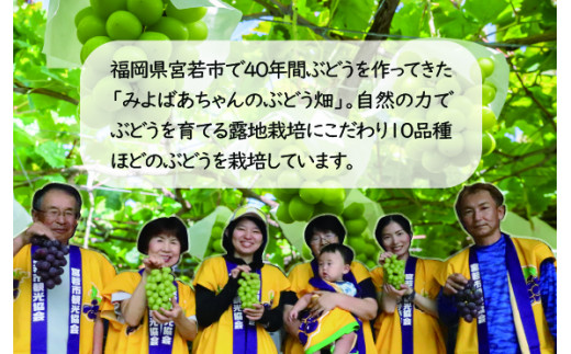 福岡県宮若市で40年間ぶどうを作ってきた「みよばあちゃんの畑」よりお届け