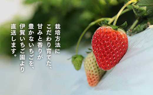 【２月発送開始・数量限定】伊賀いちご園のおまかせ2P（280g/パック×2パック） - イチゴ ストロベリー strawberr