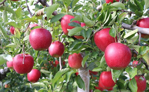 10月～11月：葉とらずりんご（早生ふじ、ふじ）約2.5kg（5～9玉）