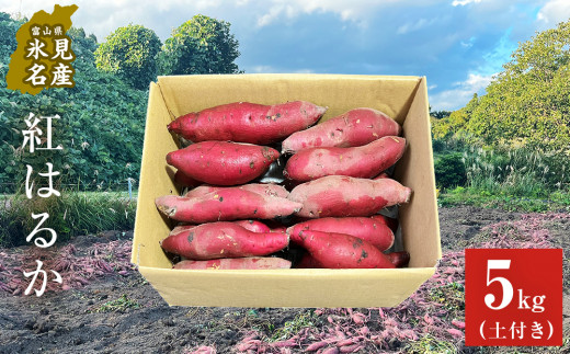 【先行予約】＜紅はるか＞富山県産 さつまいも 5kg 【2025年12月以降順次発送】 富山県 氷見市 サツマイモ 自然豊か しっとり ねっとり