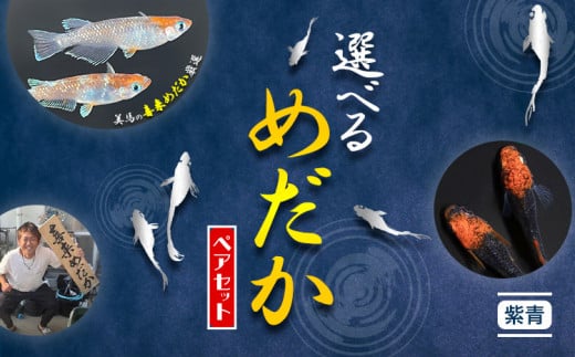 【配送不可地域あり】めだか ペアセット 紫青 《30日以内に出荷予定(土日祝除く)》喜来めだか 徳島県 美馬市 めだか 生き物 旧喜来小学校 改良めだか専門店 鑑賞用 1156919 - 徳島県美馬市