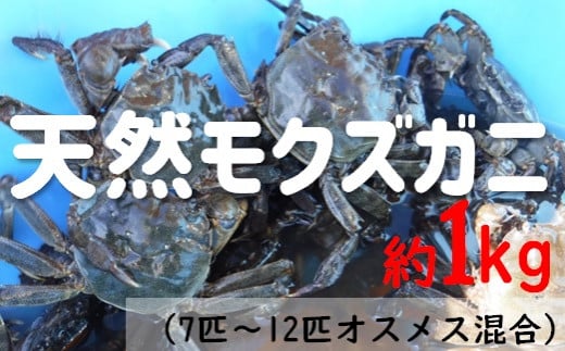 天然モクズガニ(活きたまま発送)※期間限定 オス・メス混合 お味噌汁