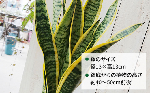 観葉植物 緑 グリーン 室内 インテリア サンセベリア 植物 サンスベリア