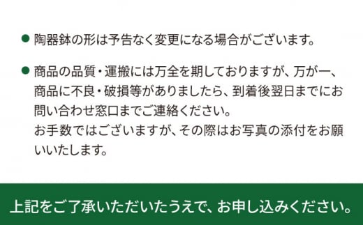 観葉植物 緑 グリーン 室内 インテリア サンセベリア 植物 サンスベリア