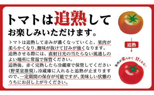 【2024年3月上旬発送開始】《訳あり》 スーパーフルーツトマト 大箱 約2.6kg×2箱 糖度9度以上 トマト とまと 野菜 [BC039sa]